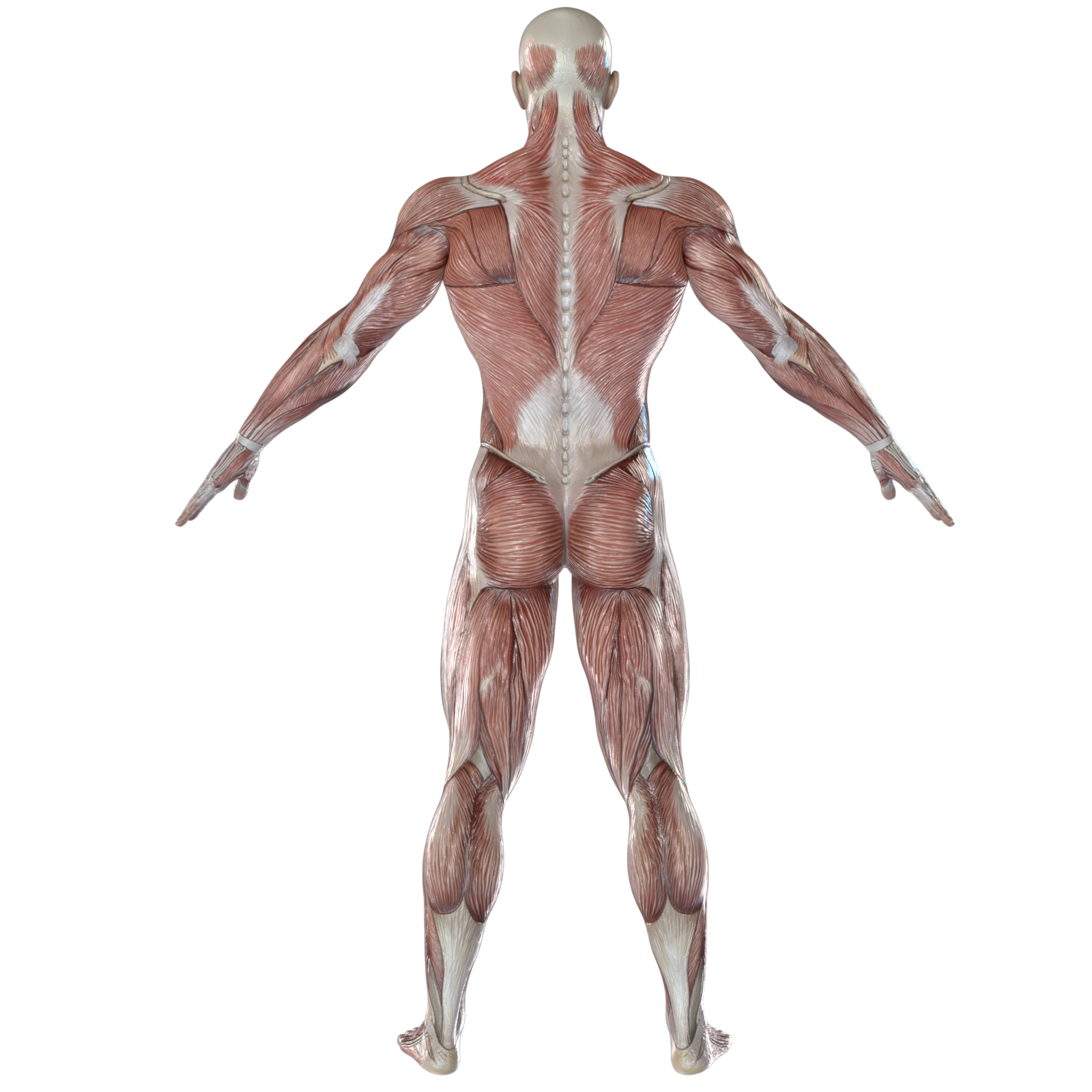 骨格筋イメージイラスト